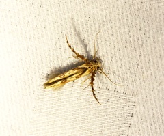 Stathmopoda stimulata