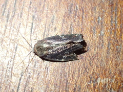 Elusa