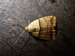 Eustrotiinae
