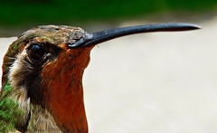 Lampornis amethystinus