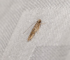 Metharmostis multilineata