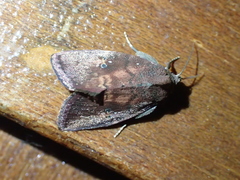 Elusa