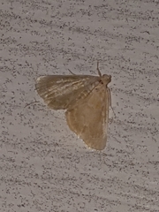 Glaphyria sesquistrialis