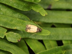 Tyrolimnas anthraconesa