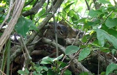 Notocitellus annulatus