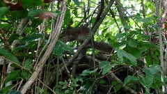 Notocitellus annulatus