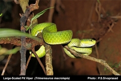 Craspedocephalus macrolepis