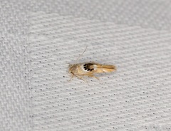 Hieromantis arcuata