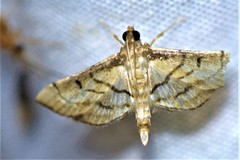 Marasmia trapezalis