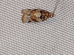 Argyrotaenia kimballi