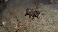 Hebestatis theveneti