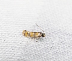 Promalactis lobatifera