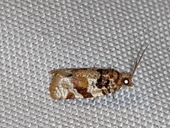Argyrotaenia kimballi