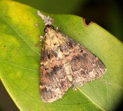 Salma camphorella