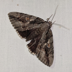 Catocala flebilis
