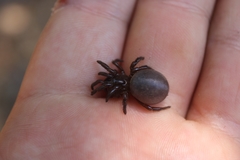 Hebestatis theveneti