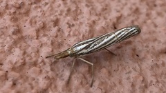 Thaumatopsis bolterellus