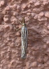 Thaumatopsis bolterellus