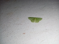 Synchlora irregularia