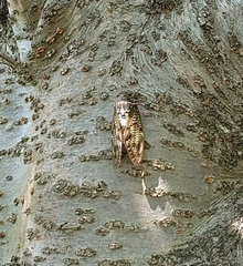 Graptopsaltria nigrofuscata