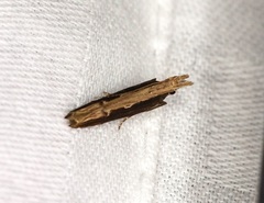 Hypatima spathota