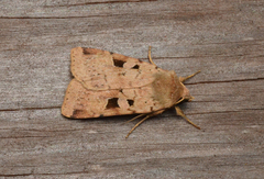 Diarsia esurialis
