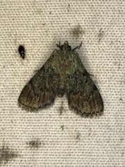 Epipaschia superatalis