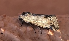 Crambodes talidiformis