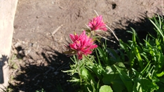 Castilleja parviflora