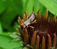 Forficula auricularia
