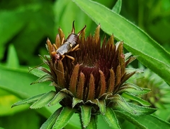 Forficula auricularia