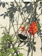 Papilio polytes