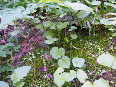 Pectiantia pentandra