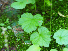 Pectiantia pentandra