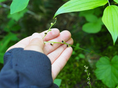 Pectiantia pentandra
