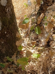 Aristolochia californica