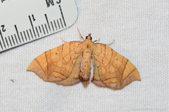 Eulithis gracilineata