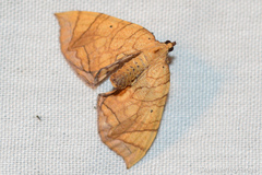 Eulithis gracilineata