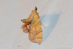 Eulithis gracilineata