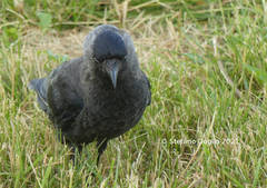 Corvus monedula