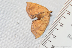 Eulithis gracilineata