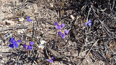 Lobelia heterophylla