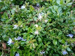 Scaevola albida