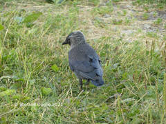 Corvus monedula