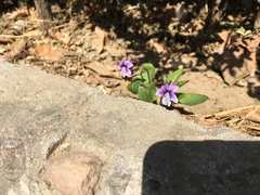 Viola prionantha