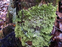 Pseudocyphellaria multifida