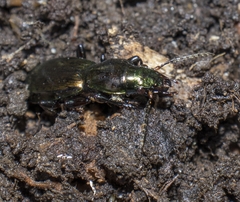 Creobius eydouxii