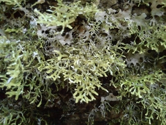 Pseudocyphellaria multifida