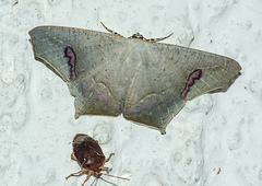 Euclysia columbipennis