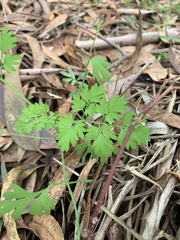 Fumaria bastardii